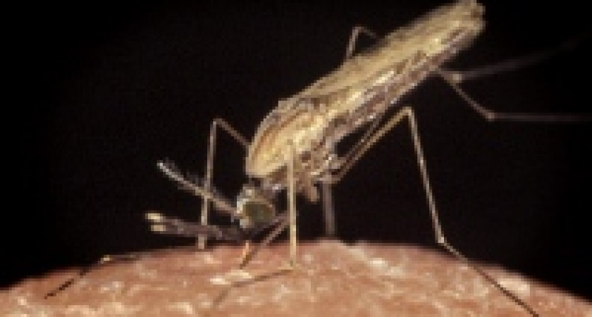 Малярийные комары представляют опасность для липчан 