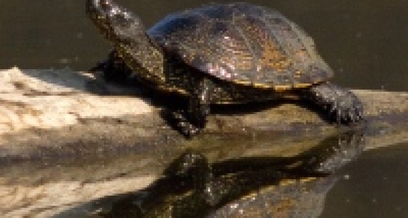 В притоке Дона рыбак поймал черепаху