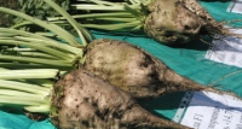 Валовой сбор сахарной свеклы в ближайшие годы может быть увеличен вдвое