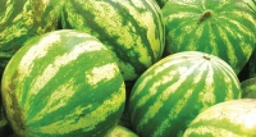 В Липецкой области штрафуют торговцев арбузами и дынями