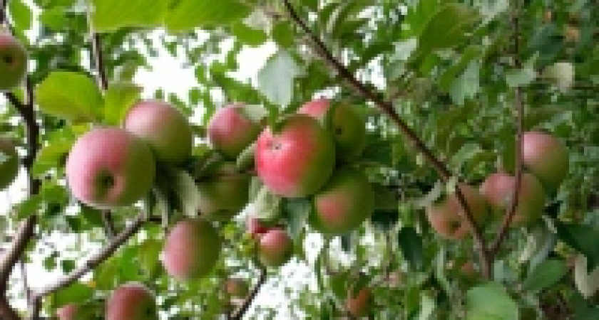 Урожай яблок вдвое больше, чем год назад