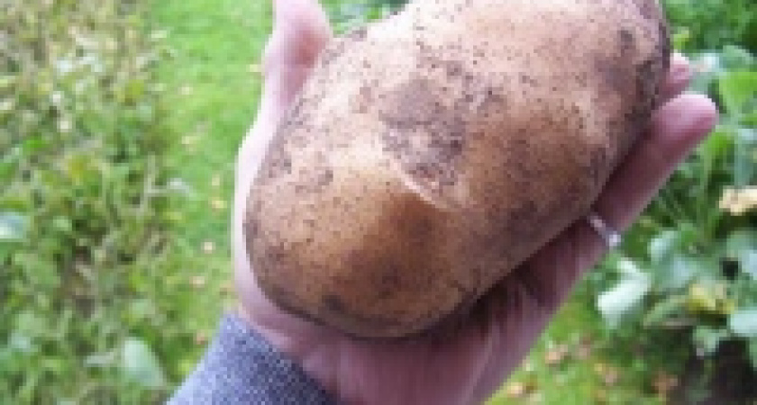 В Липецкой области вырастили картофелину в 1 кг 170 граммов