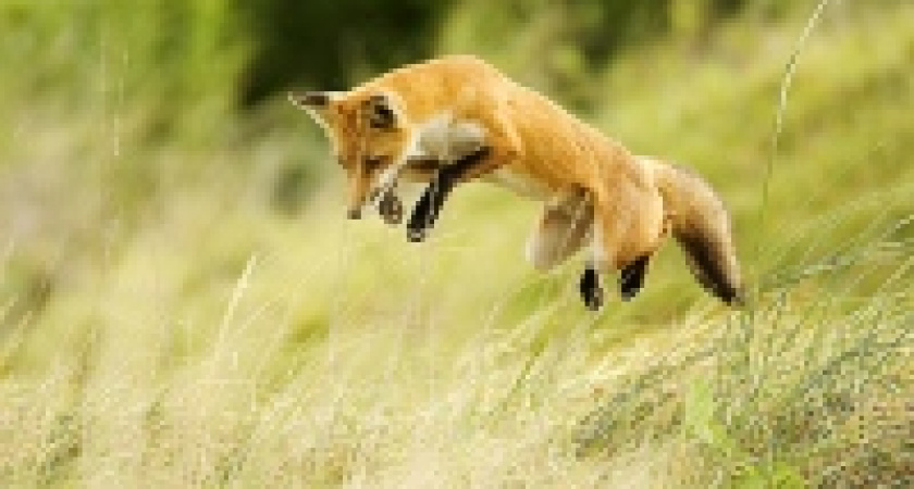 Охотники получат деньги за отстрел красной лисы 