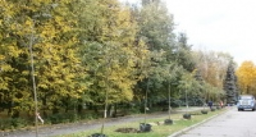 Старые рябины в Быхановом саду заменили молодыми липами