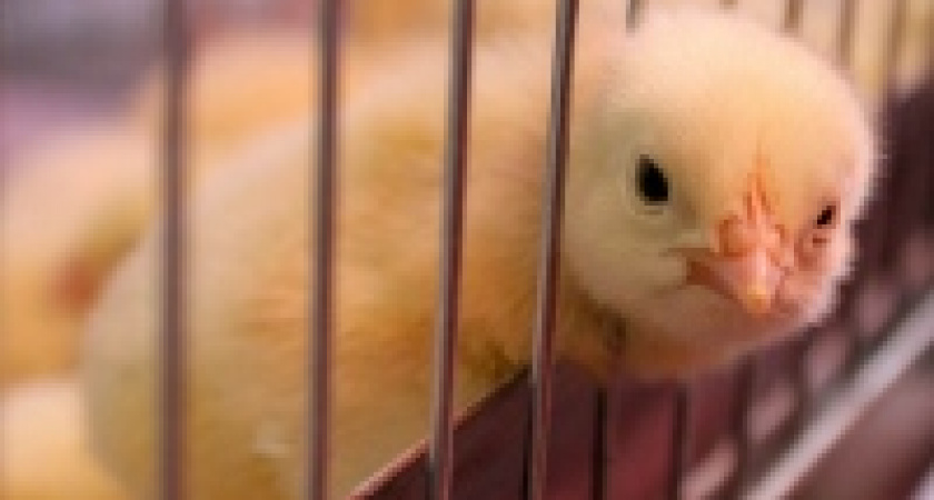 Группа компаний &laquo;Черкизово&raquo;, ведущая строительство агроиндустриального комплекса в Ельце, сократила прибыль на 71%