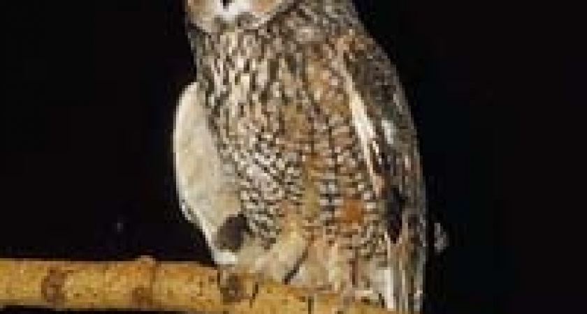 Ушастые совы выходят на свободу.