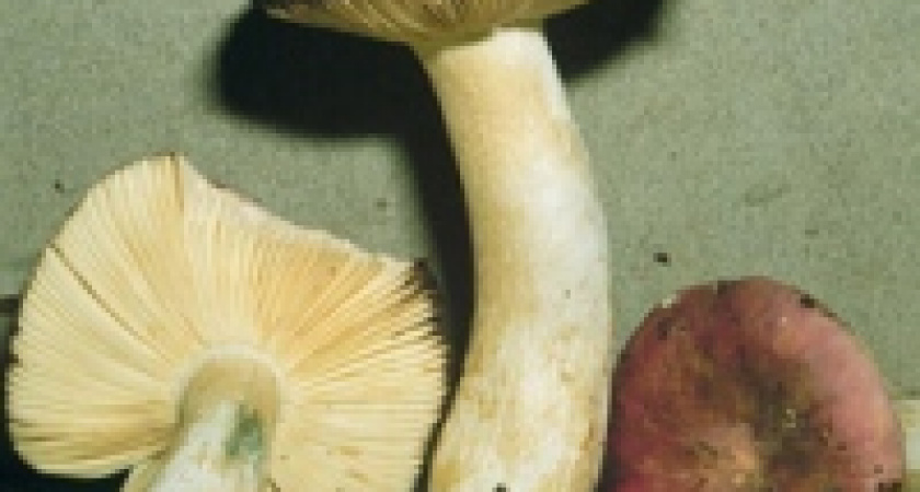 Первая в этом году жертва «тихой охоты»