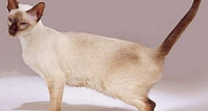 Убийце кота удалось избежать наказания