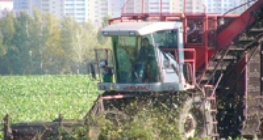 Закончилась уборка сахарной свеклы