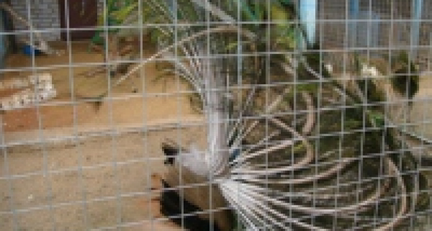 В зоопарке Липецка готовятся к наводнению