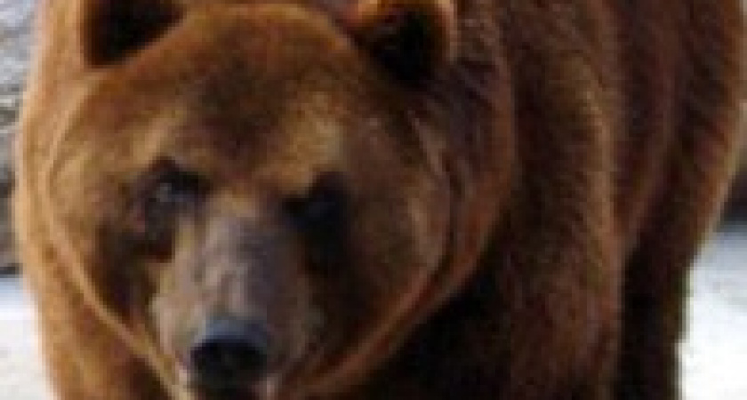 Бурые медведи остались без детеныша