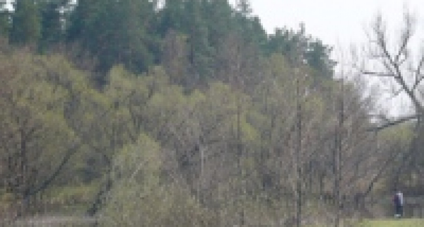 Лесное хозяйство Липецкой области в запустении