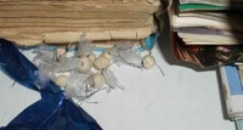 Задержана цыганка-наркоторговец