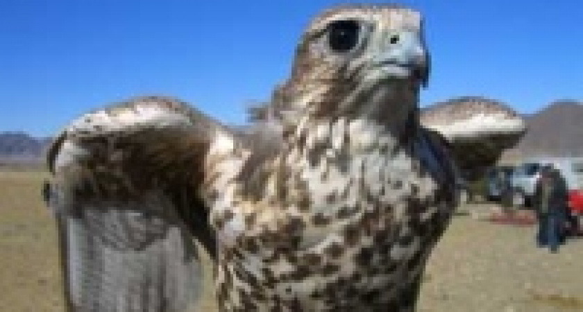 В заповеднике &laquo;Галичья гора&raquo; выпустили на волю 30 соколов-балобанов