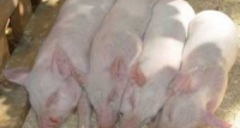 В Липецком зоопарке перешли к натуральному хозяйству