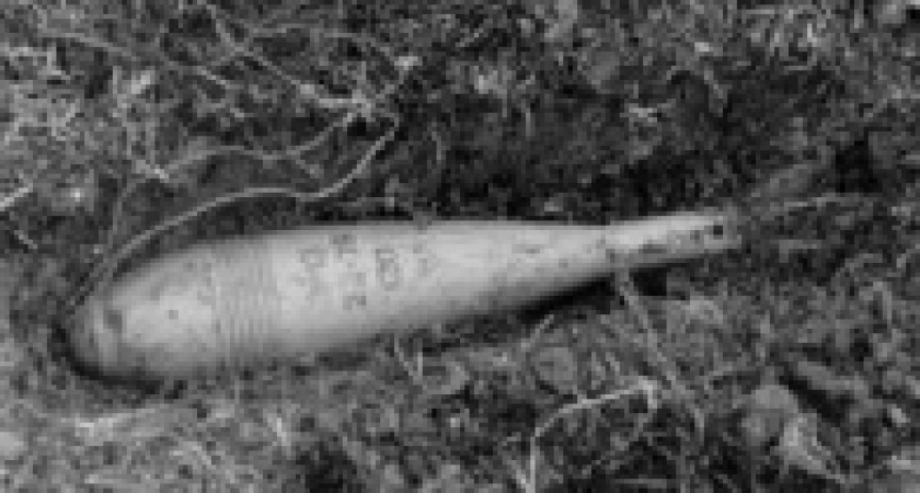 С миной в музей