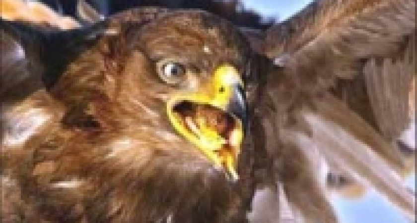 За десять лет в Липецкой области не исчезли редкие виды животных