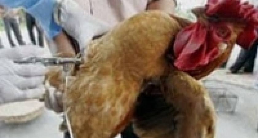 В Липецке создан  «спецназ» для борьбы с птичьим гриппом