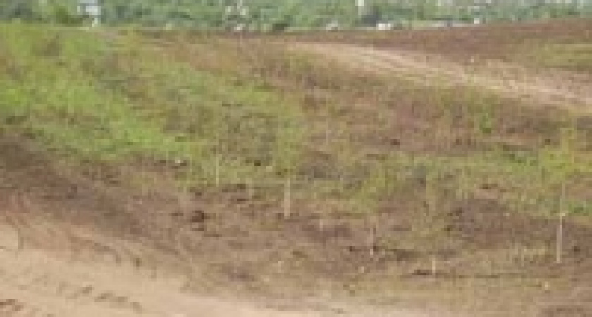 Сад на Венере