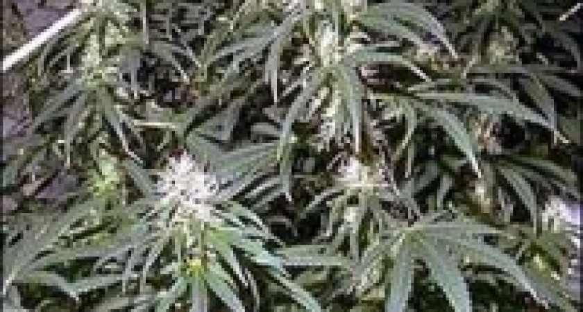 Дикорастущую коноплю косили в Елизаветовке