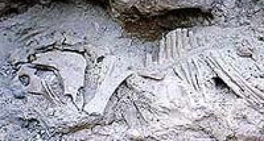 В Дивногорье откопали ценные кости