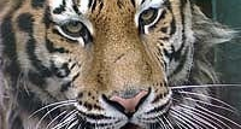 Красавцы в тигровых шкурах