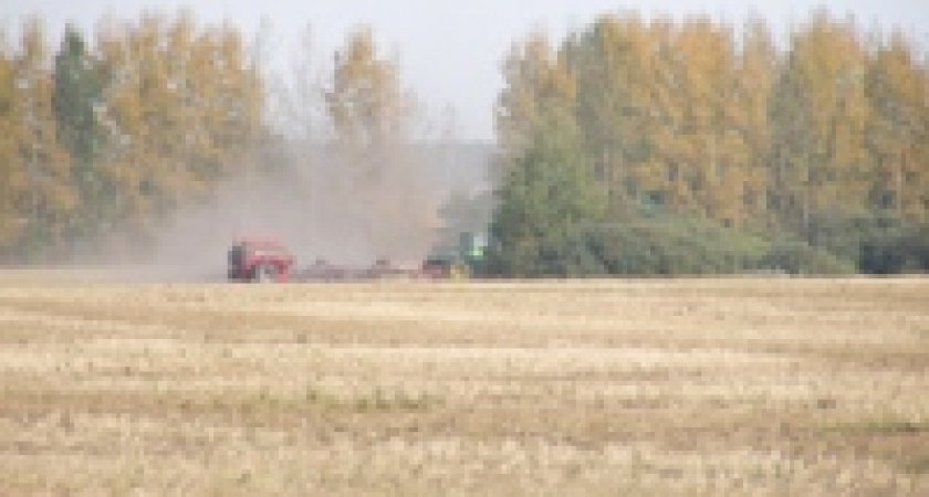 &laquo;Липовые&raquo; семена