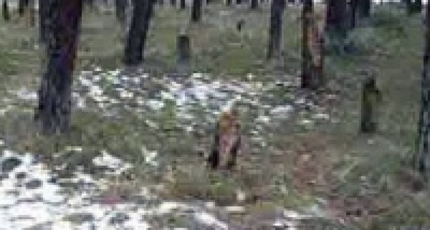 В 90-летнем лесу порубили деревья