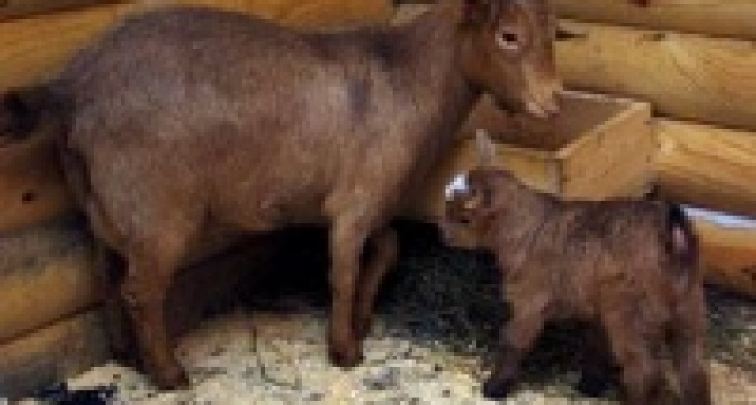 Директор зоопарка сделал себе подарок к юбилею