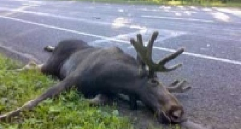 В Липецке расследовали гибель... лося