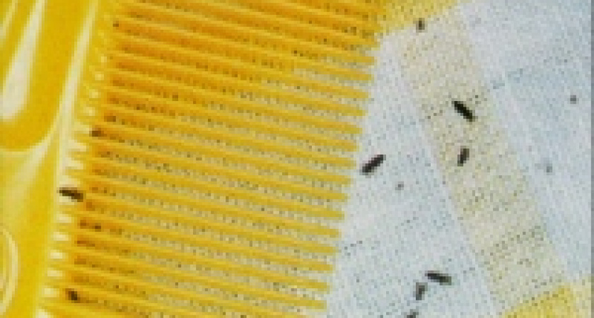 Девочка скончалась от средства для обработки животных