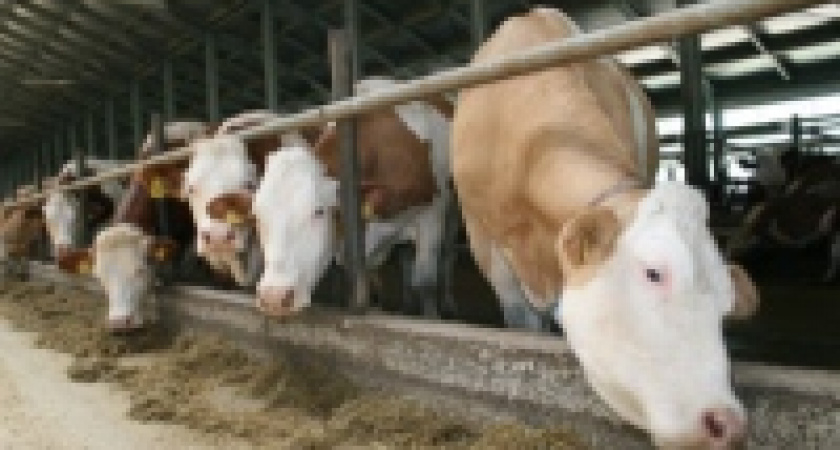 Успех одного из сельхозпредприятий ОГУП «Липецкое» отмечен  дипломами