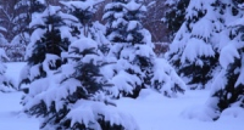 Новогодние преступления. Часть вторая.