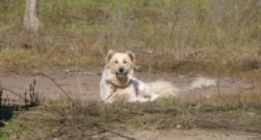 Украли крупную партию гербицидов