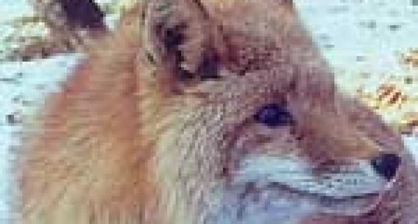 Власти Липецкой области вновь платят за убитых лис