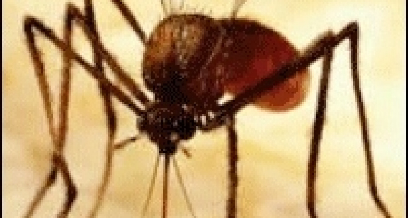 В Липецкой области два человека заболели малярией