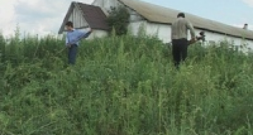 Борцы с наркотиками подвели итоги своей спецоперации 