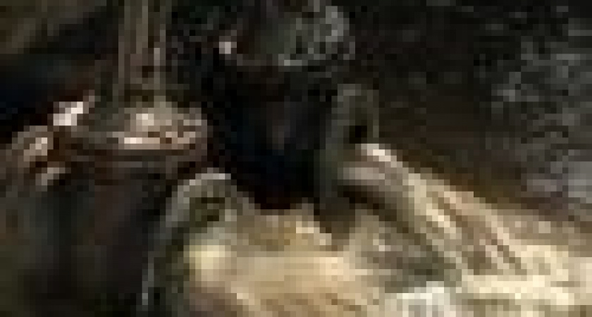 Экологические вредители обложены &laquo;непосильными&raquo; штрафами