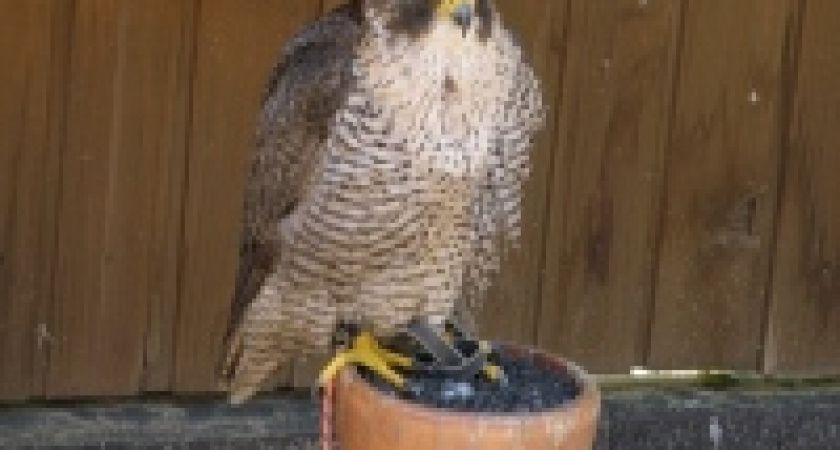 Липецкие соколы поедут в Москву