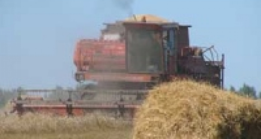 Давно невиданная жара губит урожай