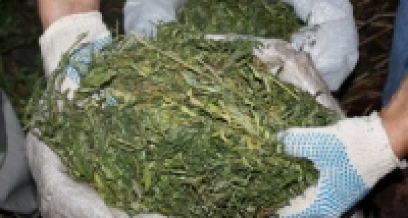 Показательно наказали за 210 кустов конопли
