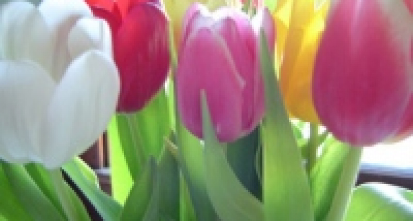 30 тысяч тюльпанов от «Зеленхоза» липчане раскупили мгновенно