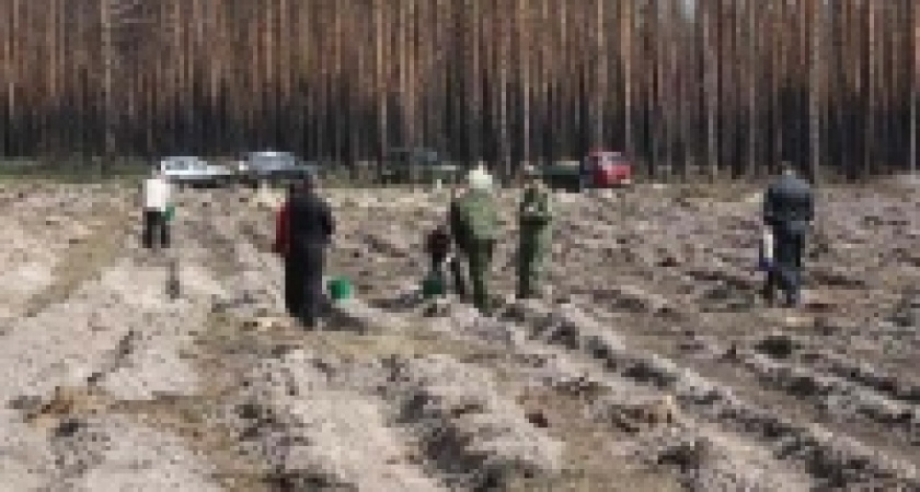 В Липецкой области появится «Милицейский лес»
