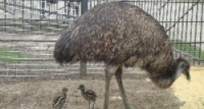 В Липецком зоопарке появились страусята 