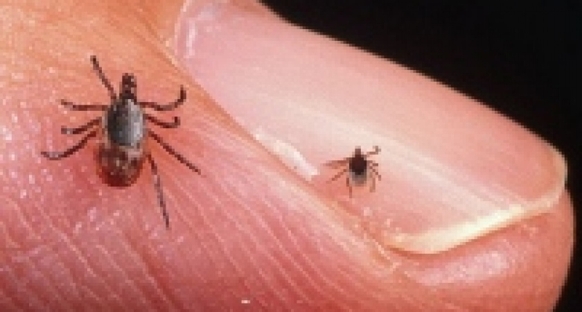 Клещи еще кусают 