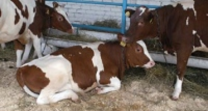 Молока и мяса производят все больше