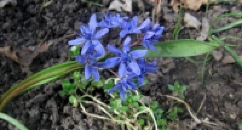 В Липецке проходит акция «Первоцвет»