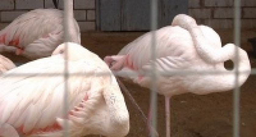 В зоопарке Липецка построят вольер для фламинго за 11 миллионов рублей