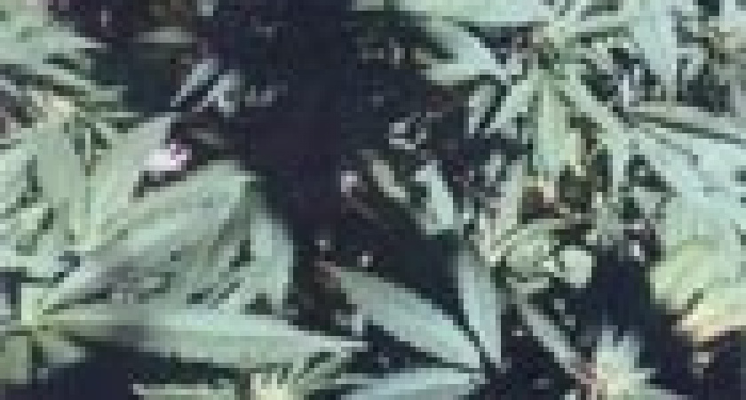 Наркобарон с улицы Вишневой.