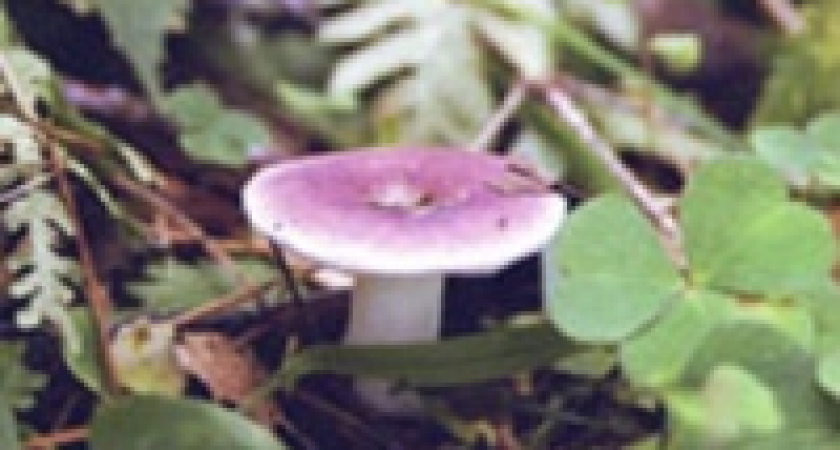 Еще один любитель грибов очутился в больнице